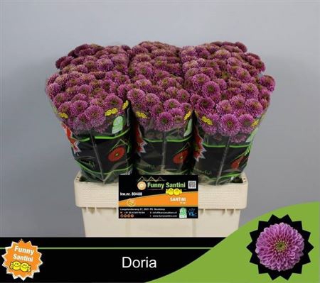 <h4>Chr San Aaa Doria</h4>