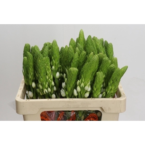 Ornithogalum thyrsoides Milky Way