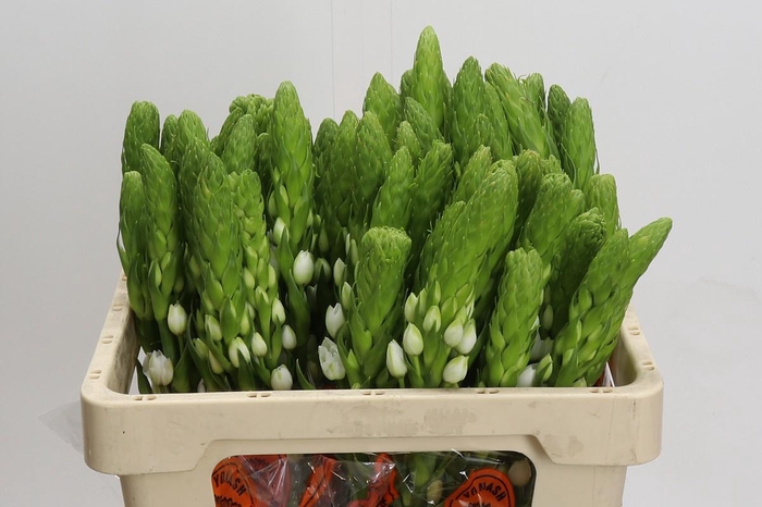 <h4>Ornithogalum thyrsoides Milky Way</h4>