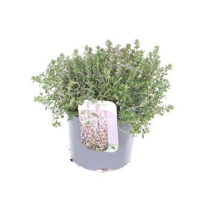 Thymus vulgaris Precompa