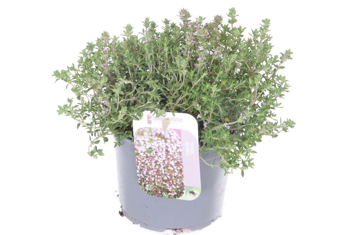 <h4>Thymus vulgaris Precompa</h4>