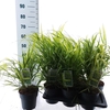 Hakonechloa Macra