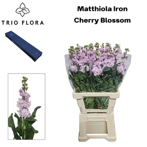 MATTH IRON CHERRY BL Box M 10