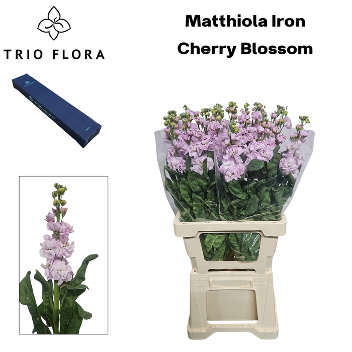 <h4>MATTH IRON CHERRY BL Box M 10</h4>