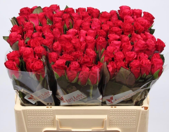 <h4>R GR TACAZZI+</h4>