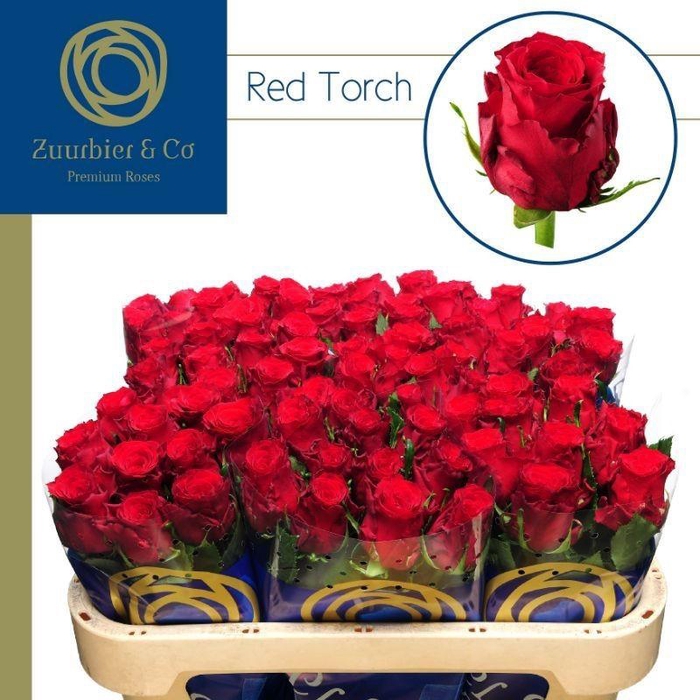 <h4>R GR RED TORCH 70</h4>