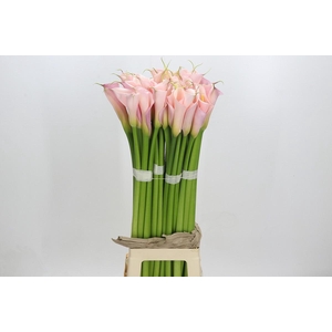 Zantedeschia Eydolls Pink
