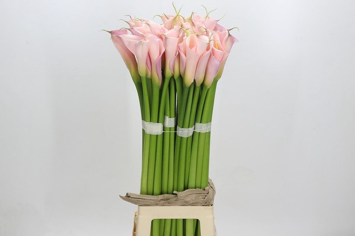 <h4>Zantedeschia Eydolls Pink</h4>