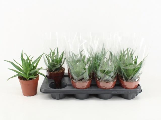 <h4>ALOE ARBORESCENS</h4>