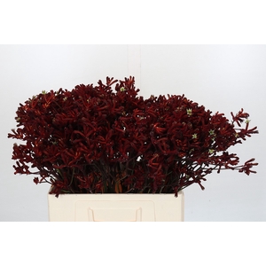 Kangaroo Paw Bush Ruby