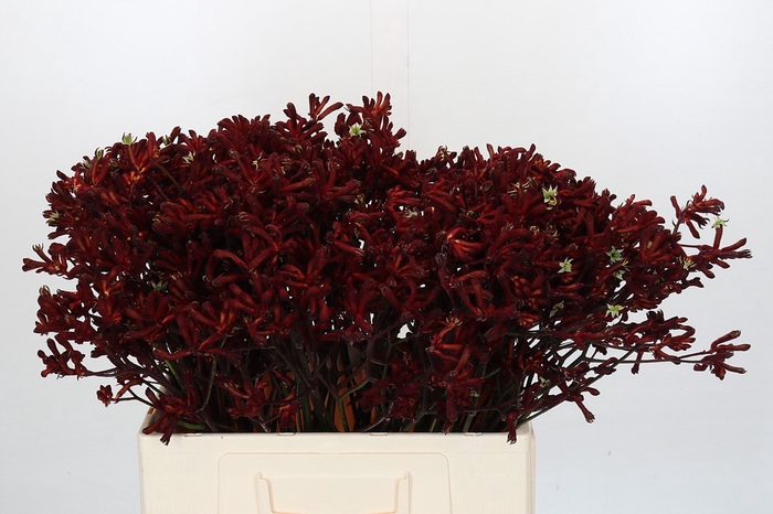 <h4>Kangaroo Paw Bush Ruby</h4>