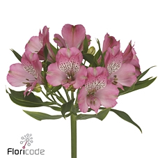 Alstroemeria avianna