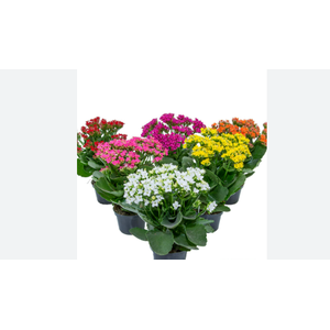 KALANCHOE P15