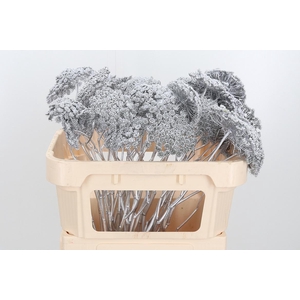 Ammi Zaad Kl Bh Zilver