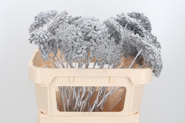 <h4>Ammi Zaad Kl Bh Zilver</h4>