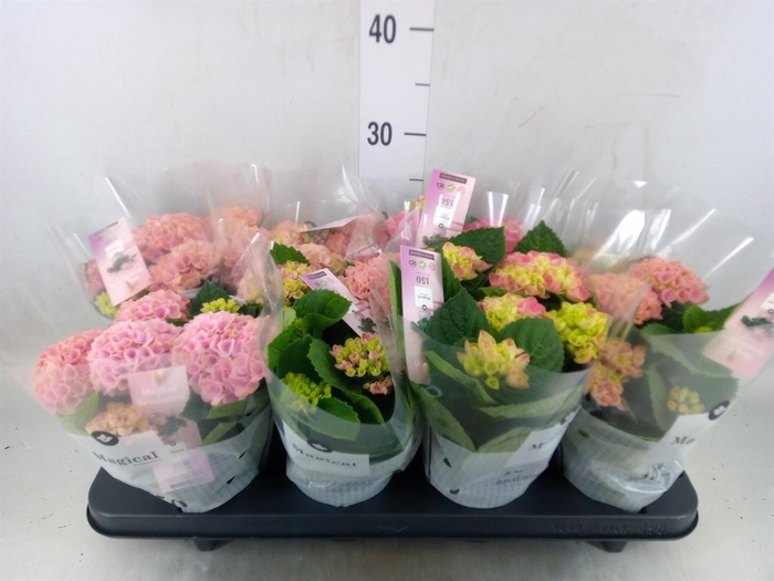 <h4>Hydrangea mac. 'Magical Revolution'</h4>