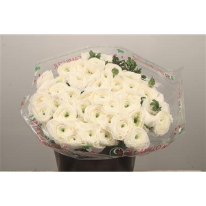 Ran. Su Cloni White Corta Extra