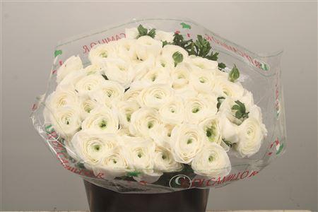 <h4>Ran. Su Cloni White Corta Extra</h4>