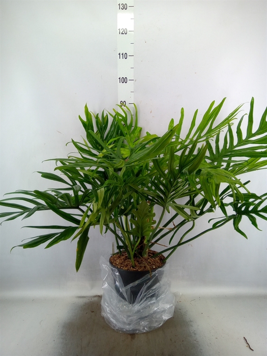 <h4>Philodendron   ...</h4>