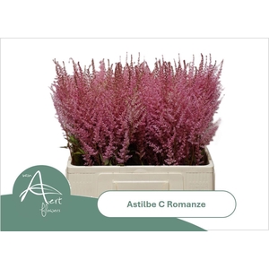 ASTIL C ROMANZE