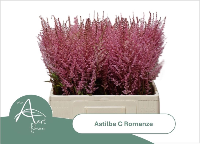 <h4>ASTIL C ROMANZE</h4>