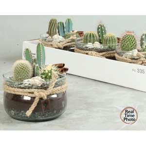 ARR CACTUS