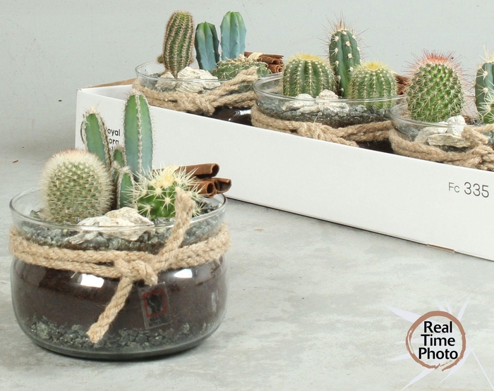 <h4>ARR CACTUS</h4>