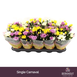 Chrysanthemum Indicum Carnaval Grp mix