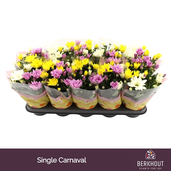 <h4>Chrysanthemum Indicum Carnaval Grp mix</h4>