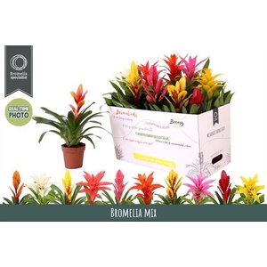 BROMELIA GEM 6 SRT