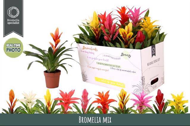 <h4>BROMELIA GEM 6 SRT</h4>