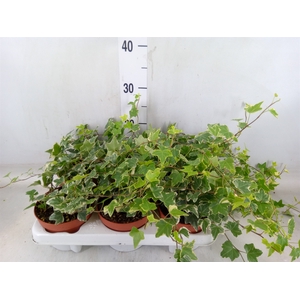 Hedera helix 'Eva'