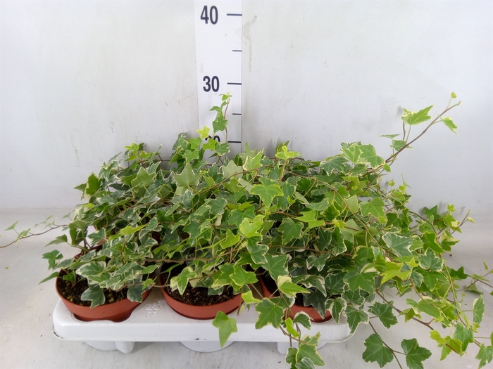 <h4>Hedera helix 'Eva'</h4>