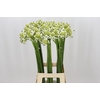 Ornithogalum Saundersiae