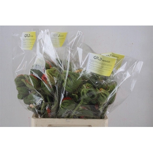 Papaver Mixed Sup Sup P Stem