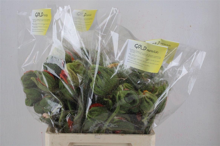 <h4>Papaver Mixed Sup Sup P Stem</h4>