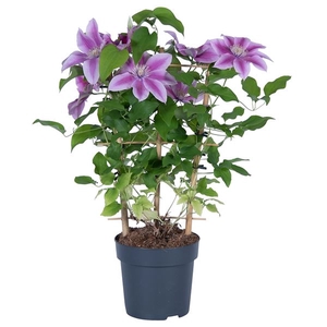 CLEMATIS BOULEVARD OVERIG NOLINA CL