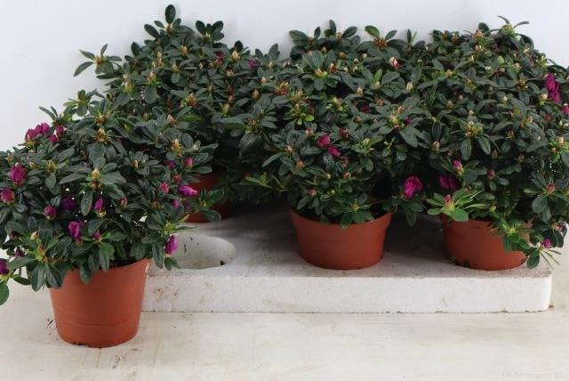 <h4>RHODO SI FLAMENCO</h4>