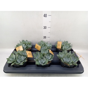 Senecio cephal. 'Mountain Fire'