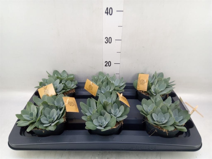 <h4>Senecio cephal. 'Mountain Fire'</h4>