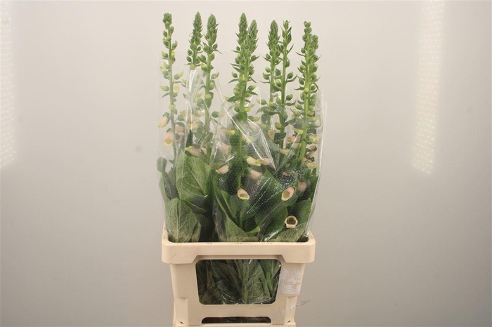 <h4>Digitalis Purpurea</h4>