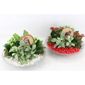 arr2 PL - Glas schaal 27cm - rood/wit