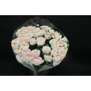 Cloni Extra Hanoi 999