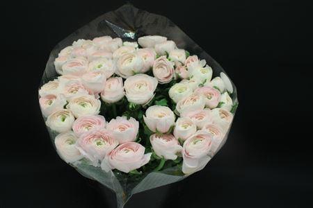 <h4>Cloni Extra Hanoi 999</h4>