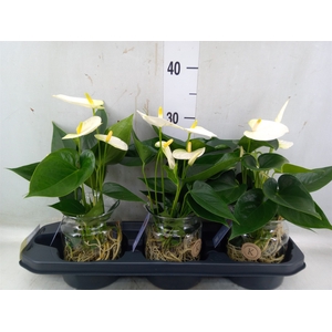 Anthurium  'Karma White'