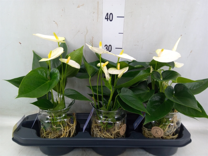<h4>Anthurium  'Karma White'</h4>