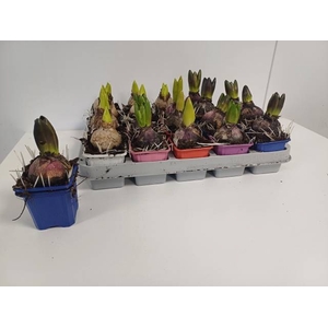 Hyacinthus orientalis mix 7Ø  12cm 1pp