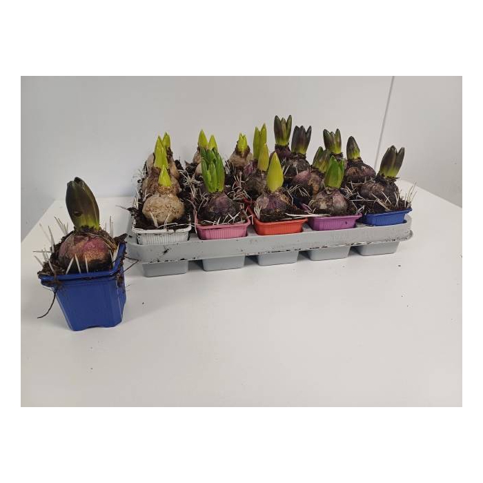 <h4>Hyacinthus orientalis mixed 7Ø 15cm 1pp</h4>