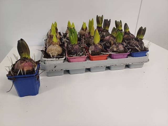 Hyacinthus orientalis mix 7Ø  12cm 1pp