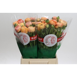 Ranunculus Aazur Salmon